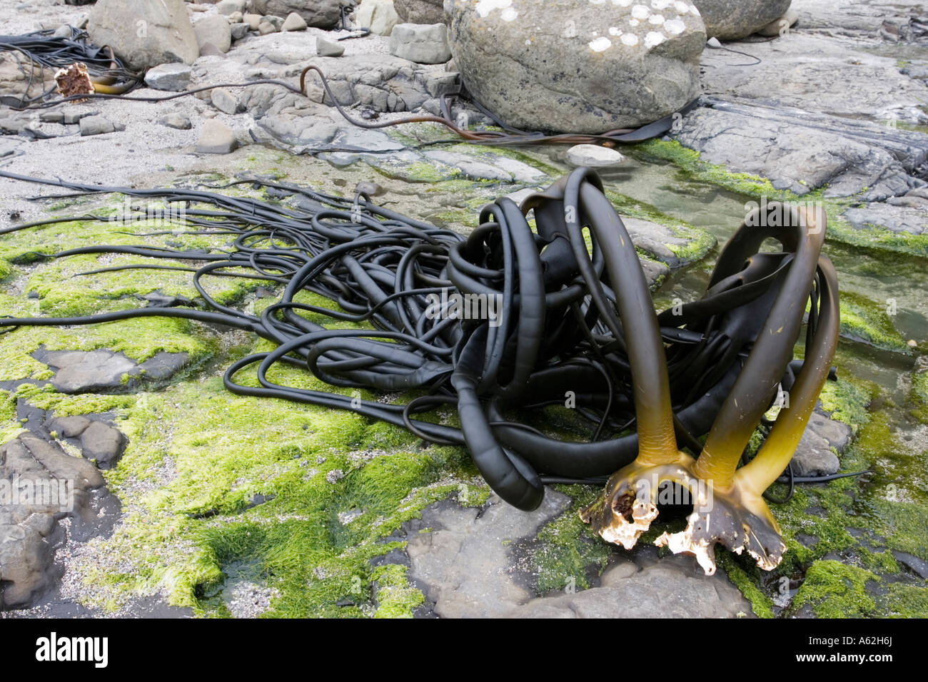 Holdfast or stipe of large kelp washed up on beach Curio Bay the Catlins New Zealand Stock Photo