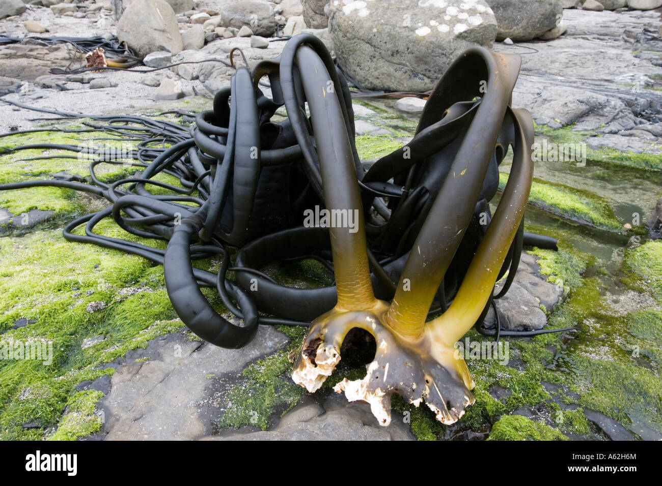 Holdfast or stipe of large kelp washed up on beach Curio Bay the Catlins New Zealand Stock Photo