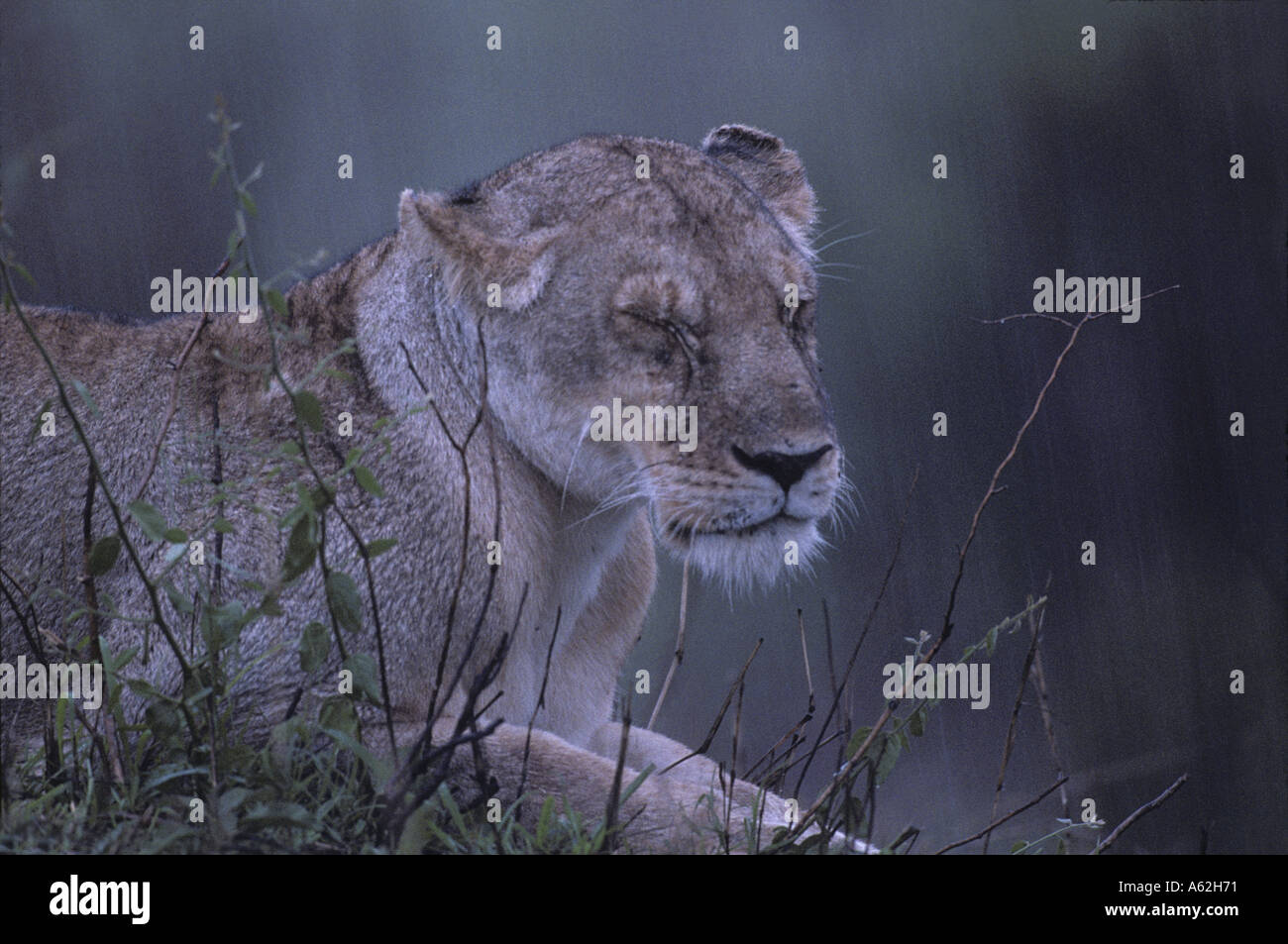 Africa Kenya Masai Mara Game Reserve Adult Lioness Panthera leo is ...