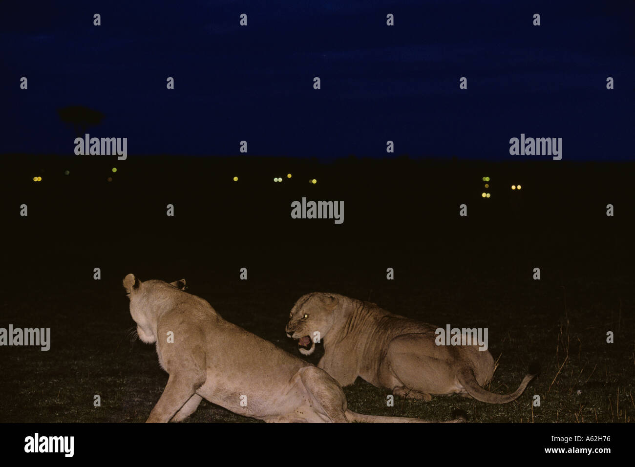 Africa Kenya Masai Mara Game Reserve Adult Lioness Panthera leo ...