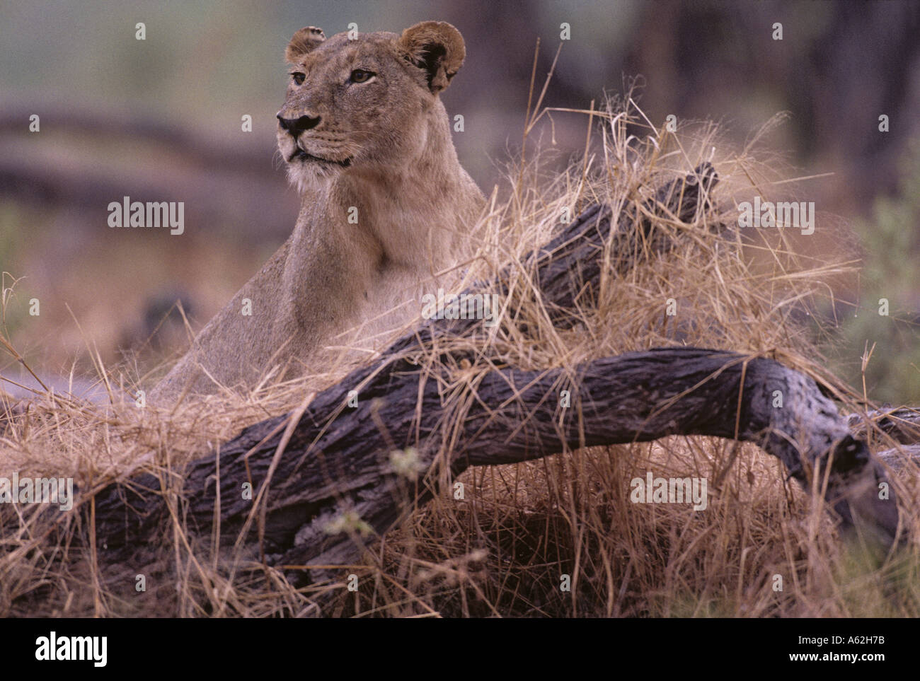 Botswana Moremi Game Reserve Lioness Panthera leo in tall grass along ...