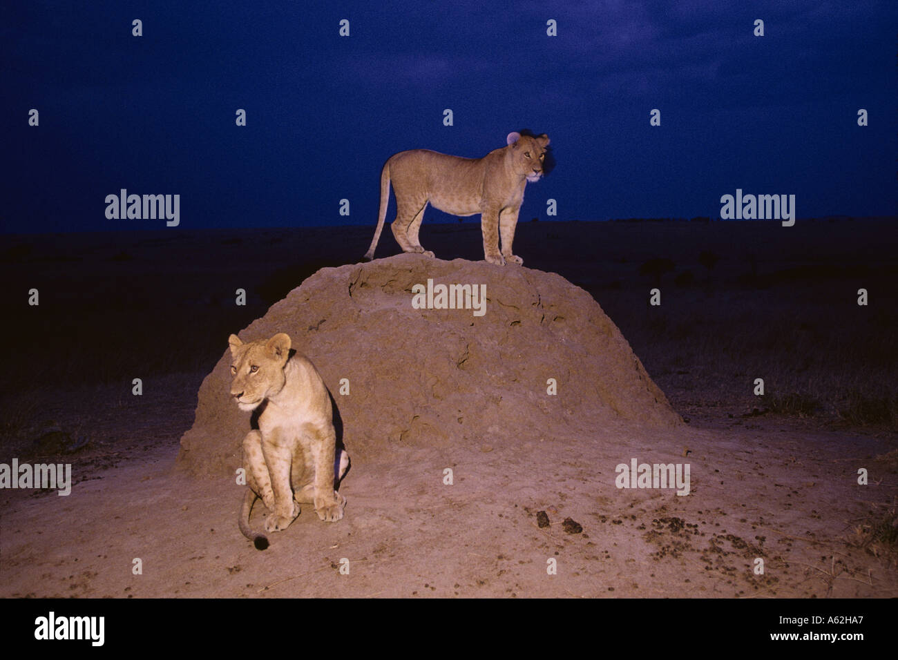 Africa Kenya Masai Mara Game Reserve Adolescent Lions Panthera leo ...