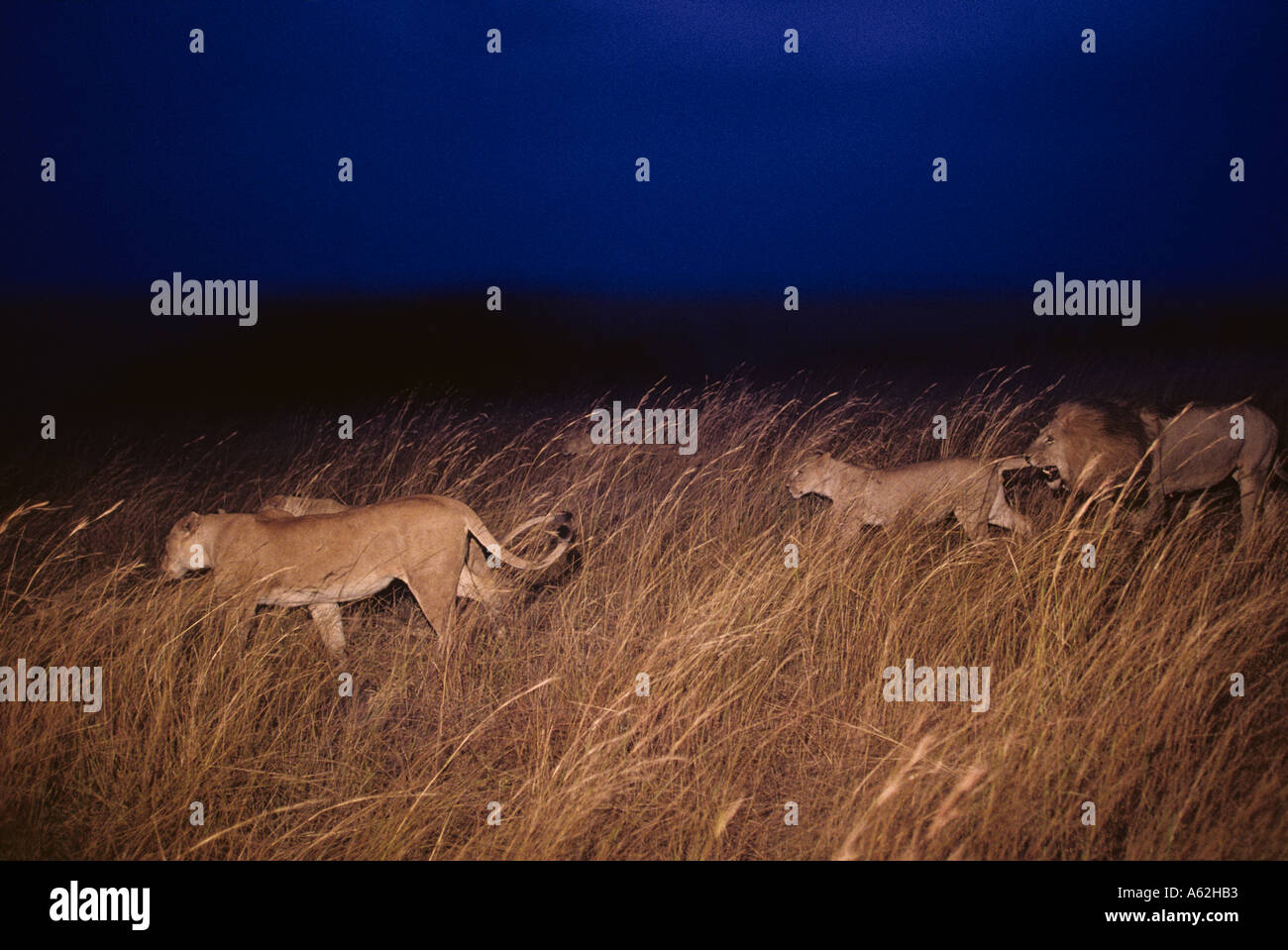 Africa Kenya Masai Mara Game Reserve Lion pride Panthera leo walking ...