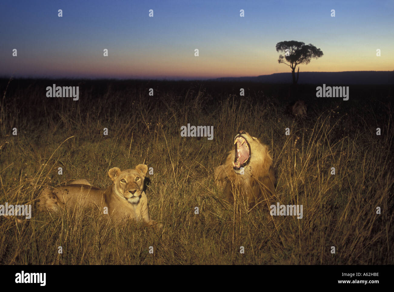 Africa Kenya Masai Mara Game Reserve Adult Lion and Lioness Panthera ...