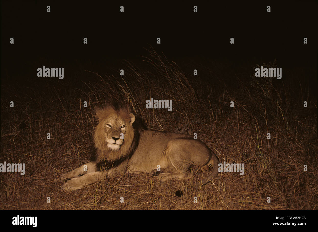 Africa Kenya Masai Mara Game Reserve Adult Male Lion Panthera leo rests ...