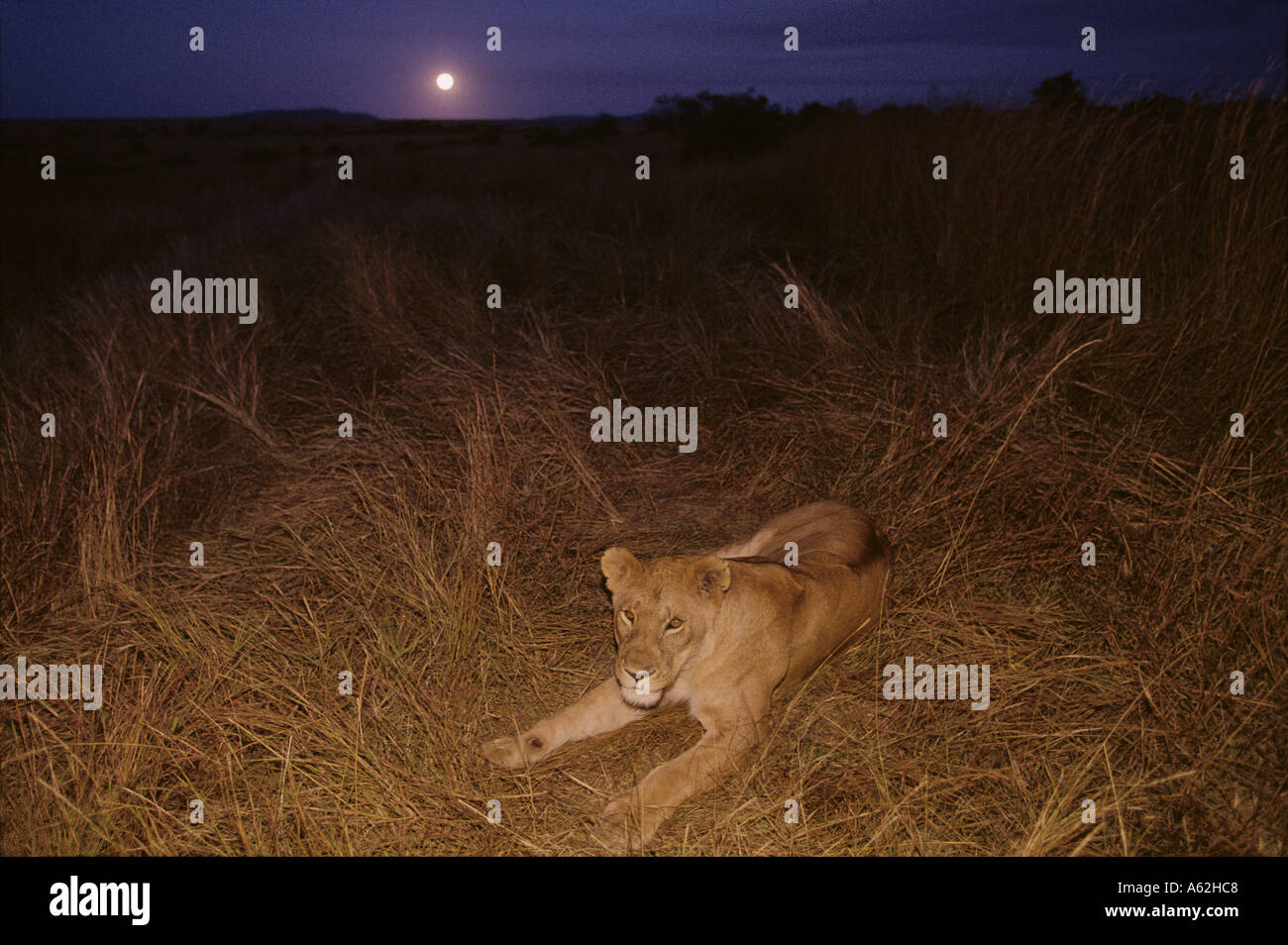 Africa Kenya Masai Mara Game Reserve Adult Lioness Panthera leo resting ...