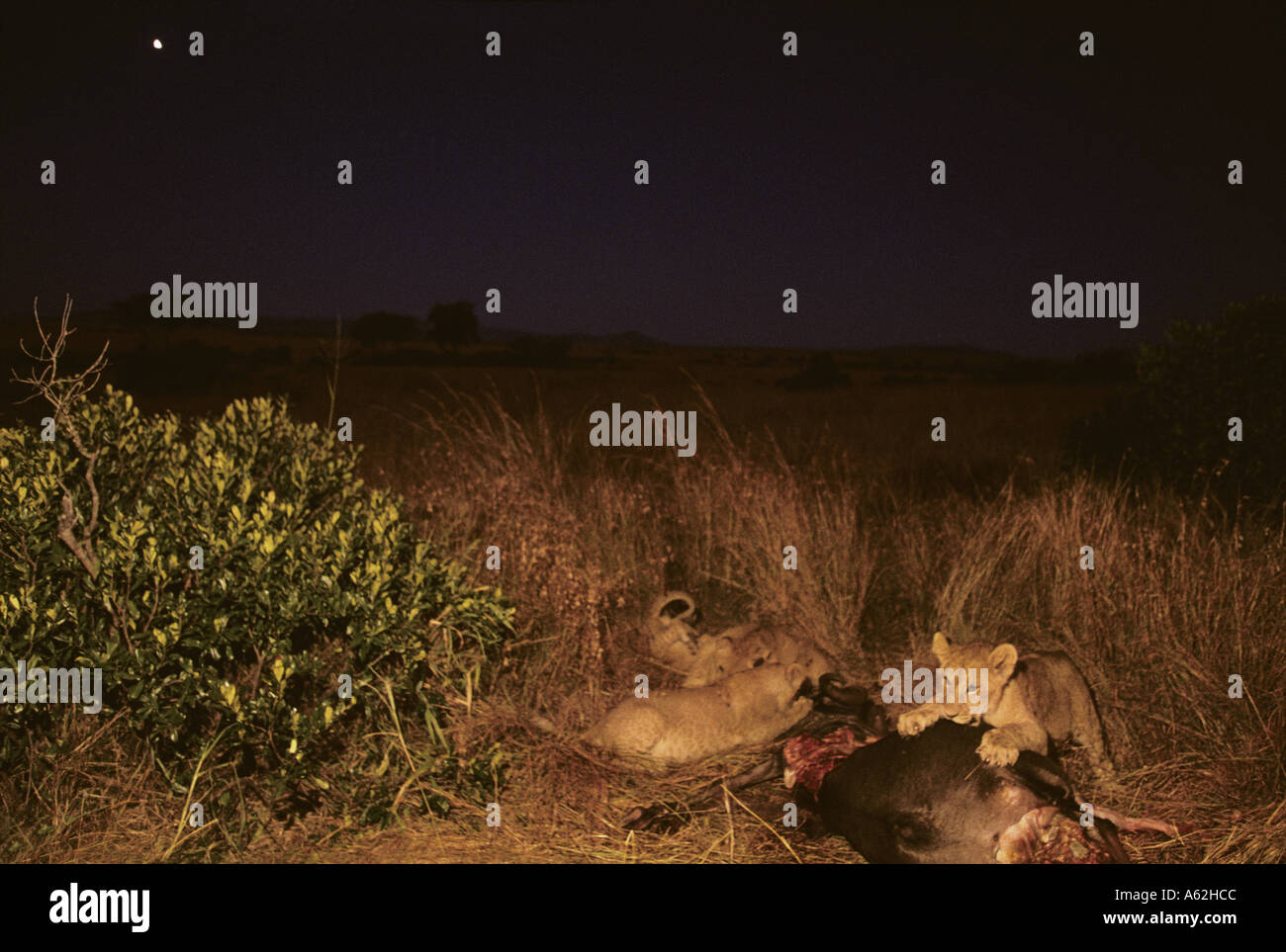 Africa Kenya Masai Mara Game Reserve Lion cubs Panthera leo feeding on ...