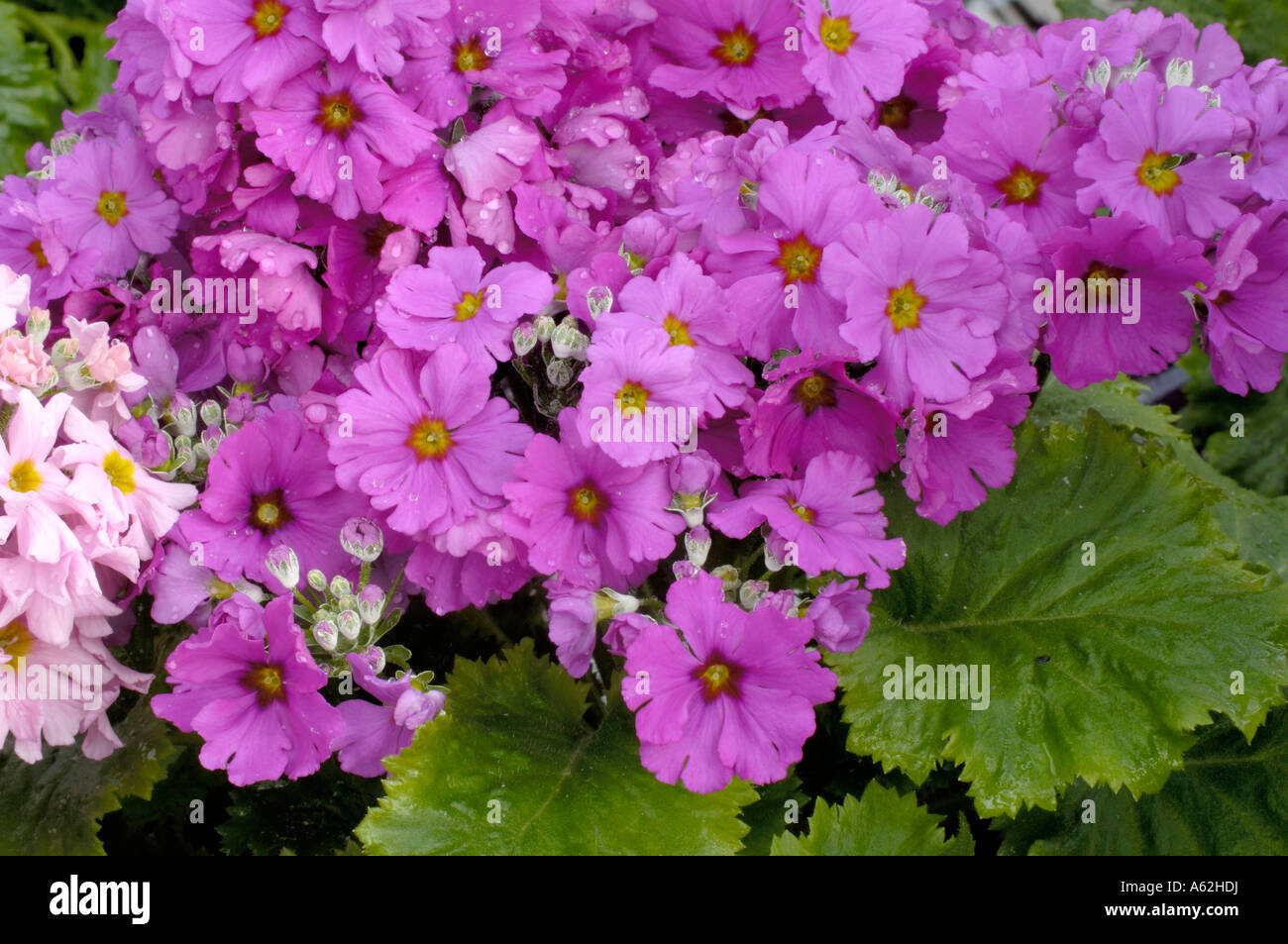 Fairy Primrose  Stock Photo