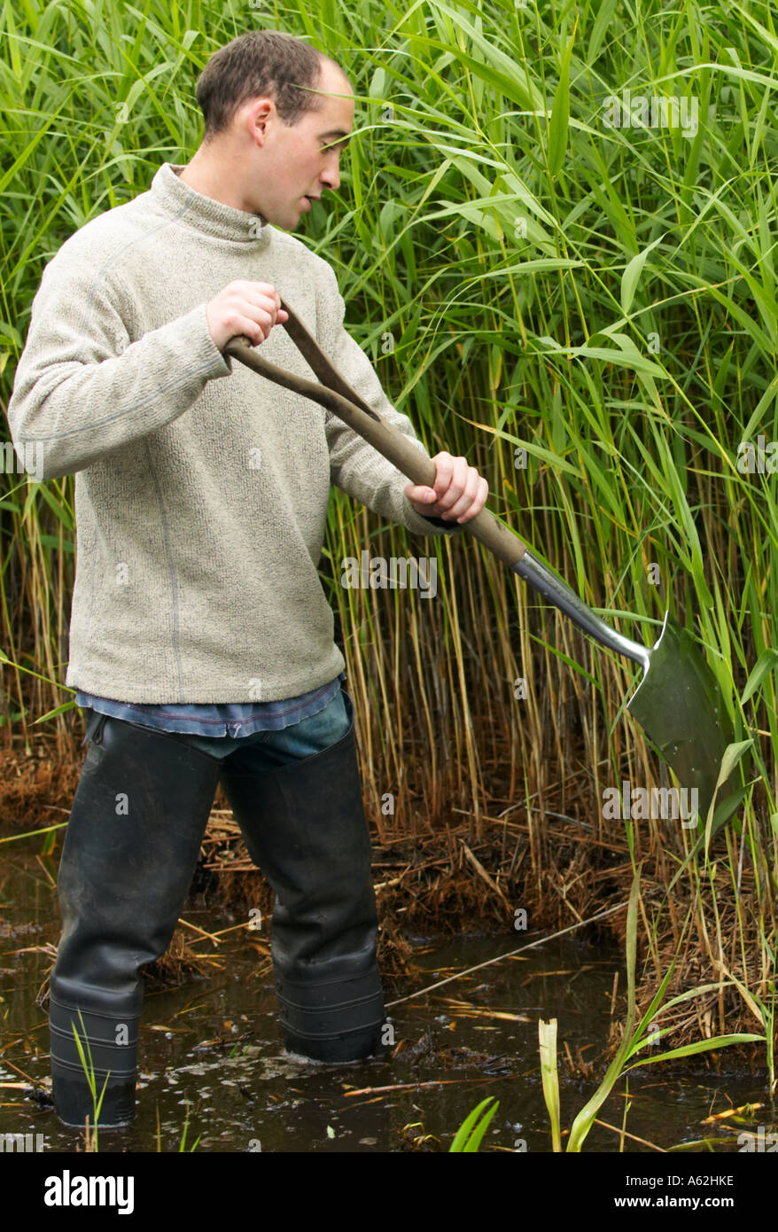 Conservation volunteer clearing a pool to encourage water birds at rspb reserve Leighton Moss Stock Photo