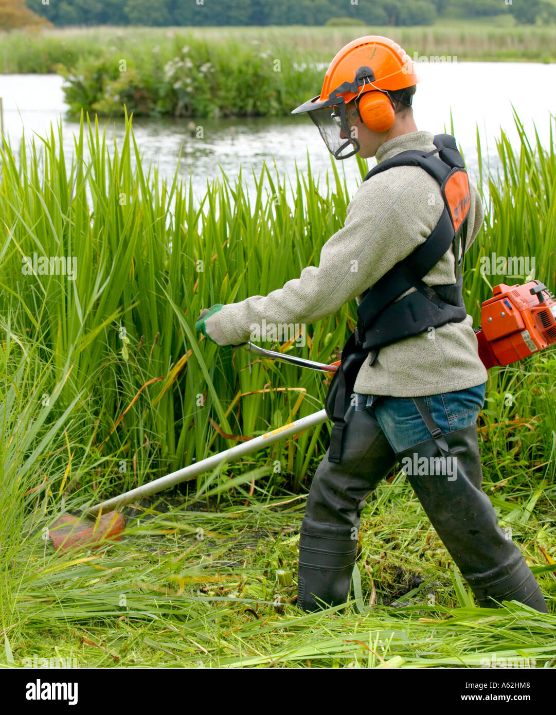 Conservation volunteer brushcutting invasive vegetation from reedbeds at Leighton Moss reserve Stock Photo
