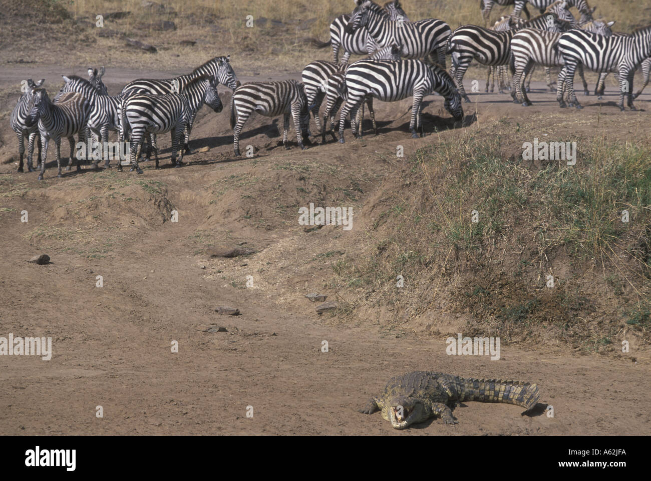 group-near-mara-river-hi-res-stock-photography-and-images-alamy