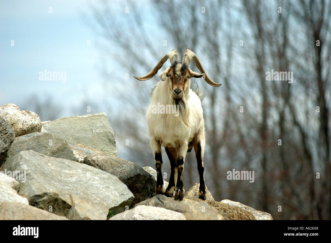 Goat on rocks boulder stone cliff rock formation rock pile rocky hill  single goat horns ram Nubian Ibex goat 1 goat 1 lonesome o Stock Photo -  Alamy