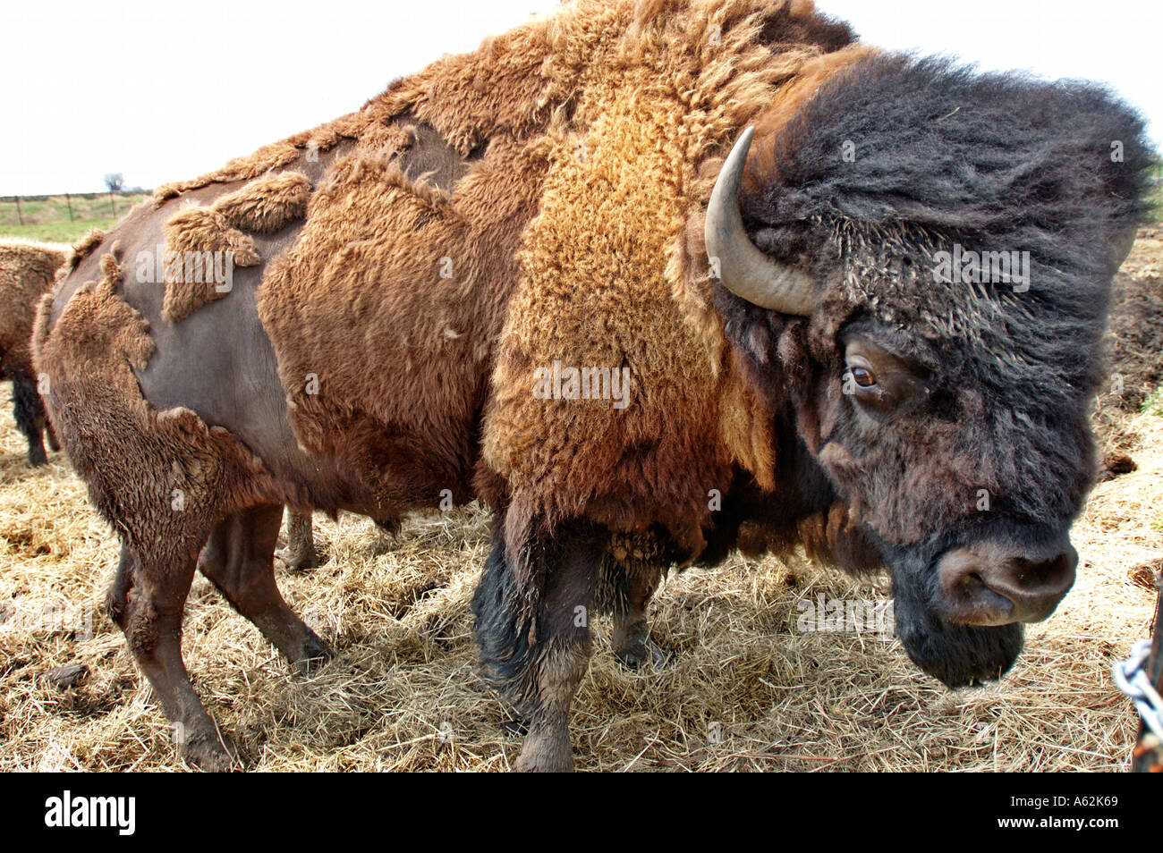 buffalo american buffalo bison male cow oxen bovidae male bull adult shedding horns brown huge large animal domestic buffalo buf Stock Photo