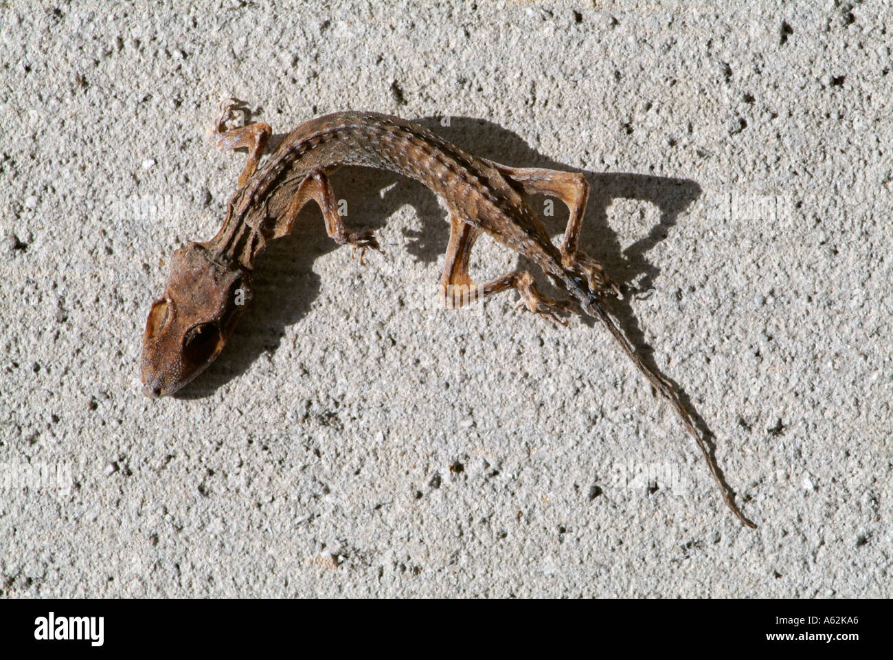 dead dry lizard dried out drying death itchy flakey skin scaly Stock