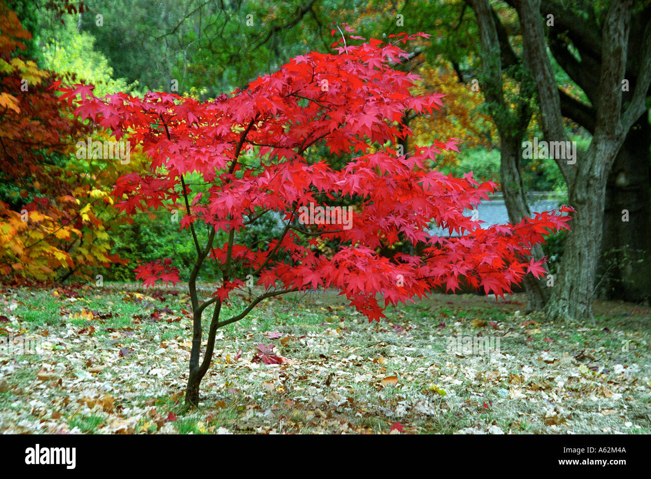 Maple trees London UK Stock Photo Alamy