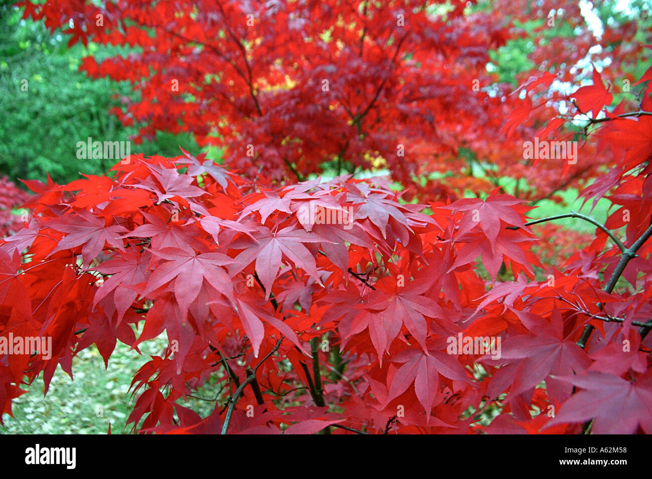 Maple trees London UK Stock Photo Alamy