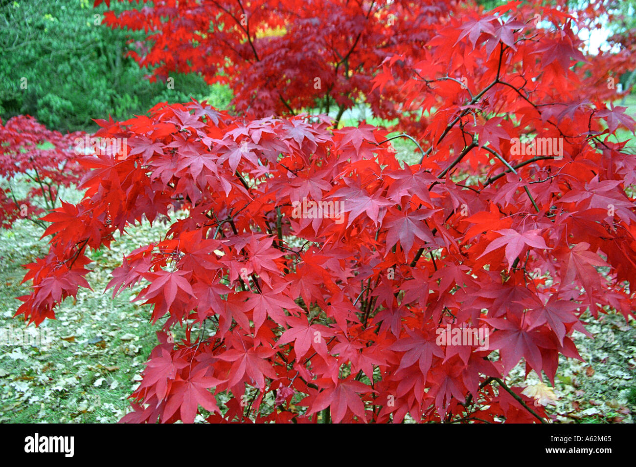 Maple trees London UK Stock Photo Alamy