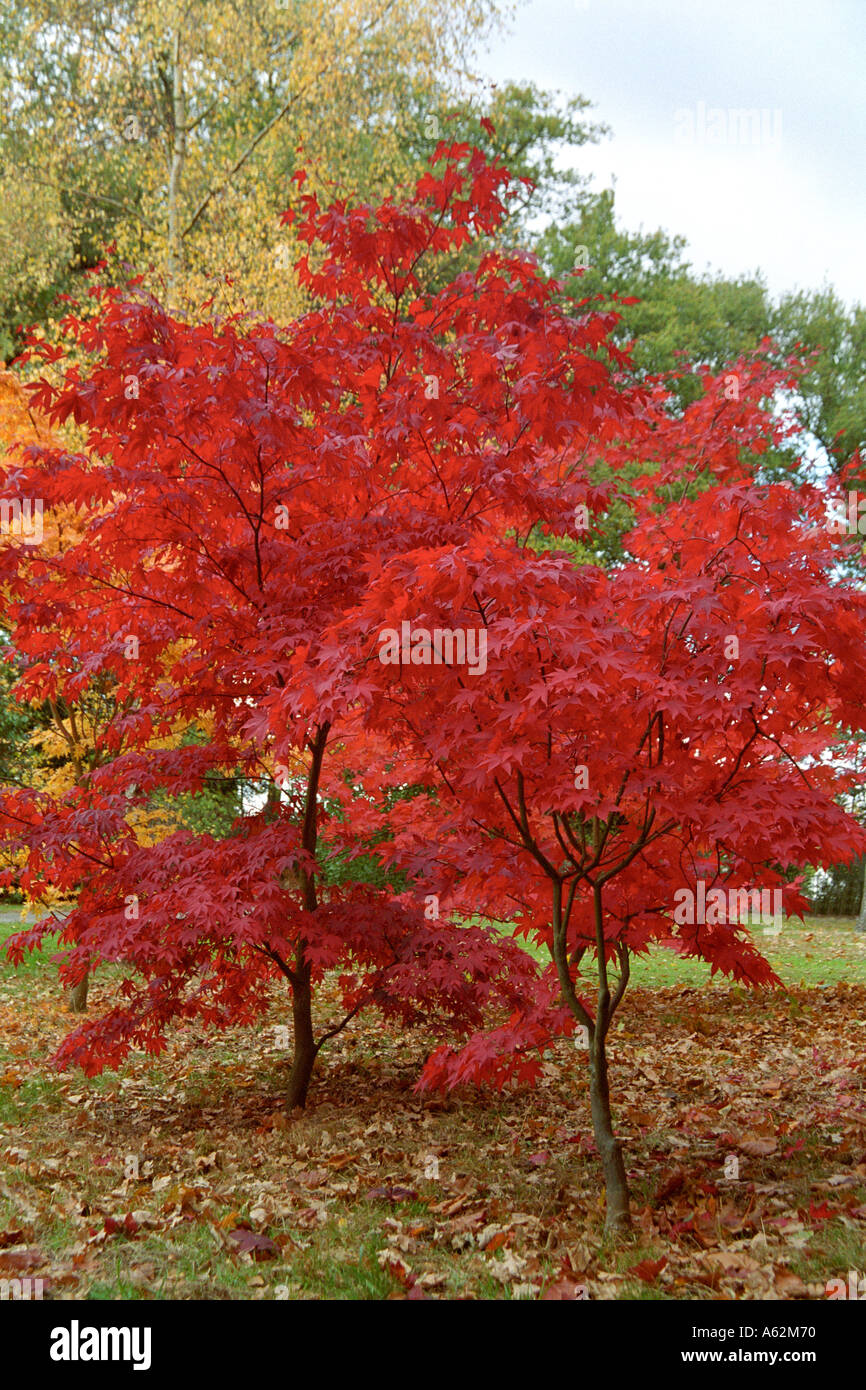 Maple trees London UK Stock Photo Alamy