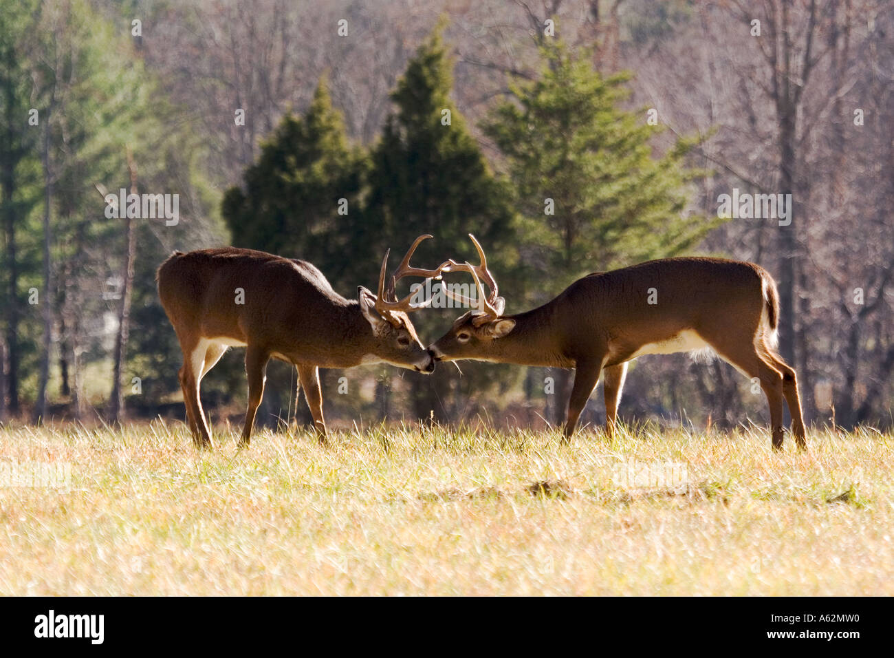 Two Whitetail Bucks Sparring Fighting Odocoileus virginianus Stock Photo