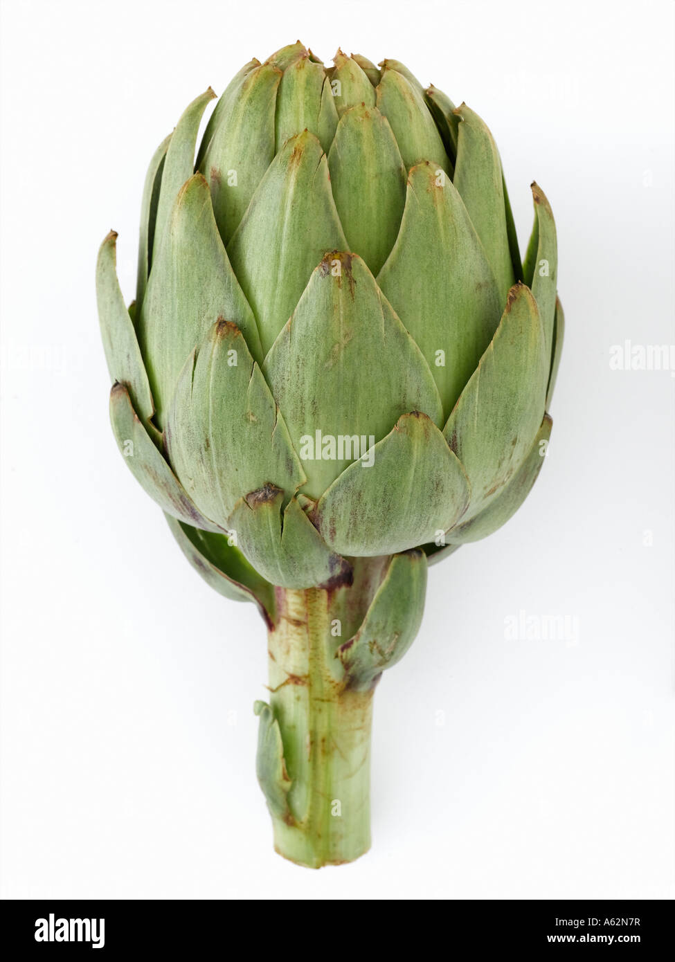 Artichoke shot with professional medium format digital Stock Photo