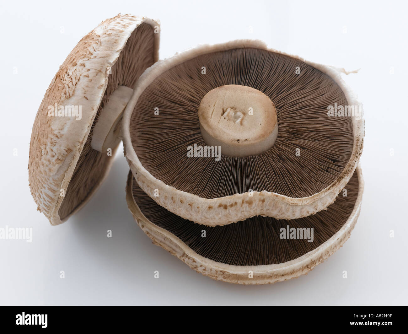 Large flat mushrooms Stock Photo Alamy