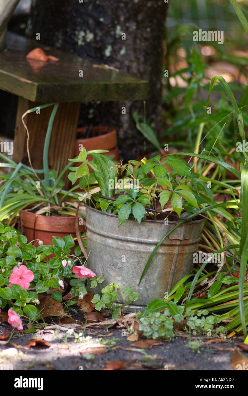 metal bucket Garden Marjorie Kinnan Rawlings Historic State Park Cross
