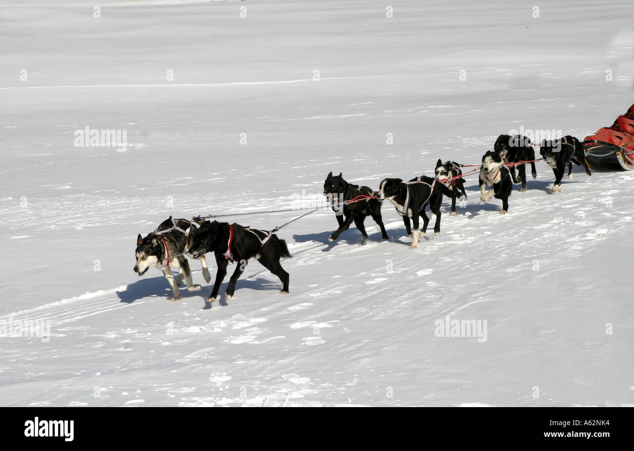 Dog sledding; The dogs Stock Photo - Alamy