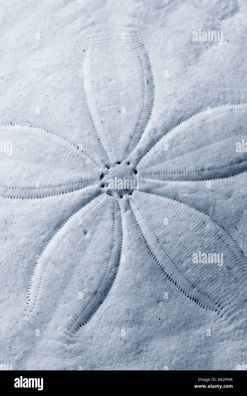 close up view of the natural design of a sand dollar Stock Photo