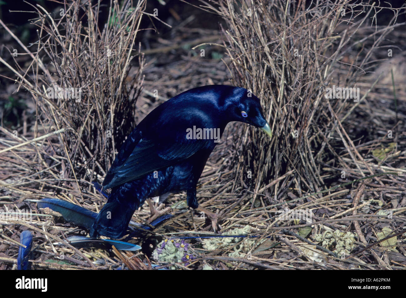 Satin Bowerbird Ptilonorhynchus violaceus Australia Male Female is blue grey to olive green A robustly active bird Stock Photo