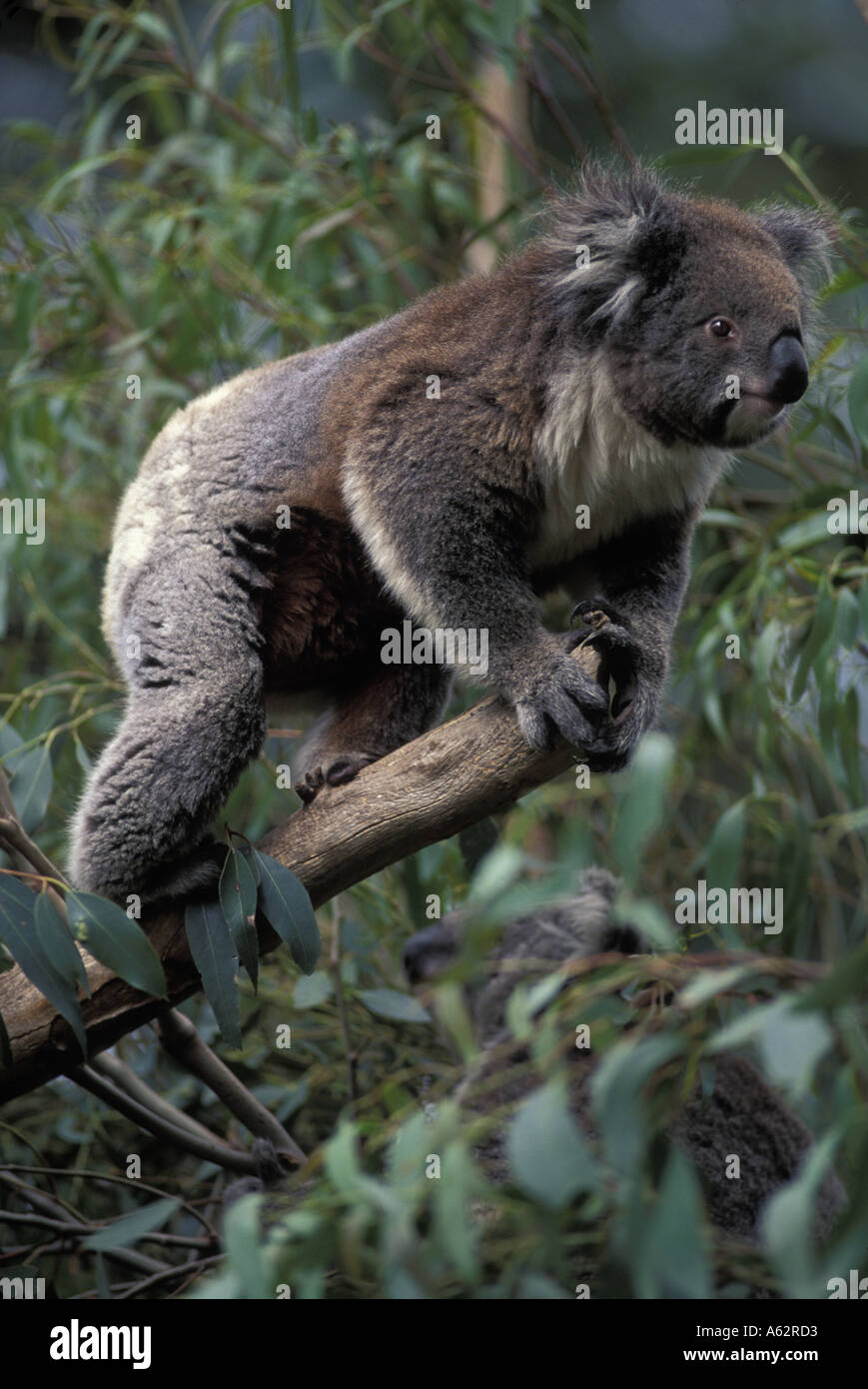 Sydney zoo koala hi-res stock photography and images - Alamy
