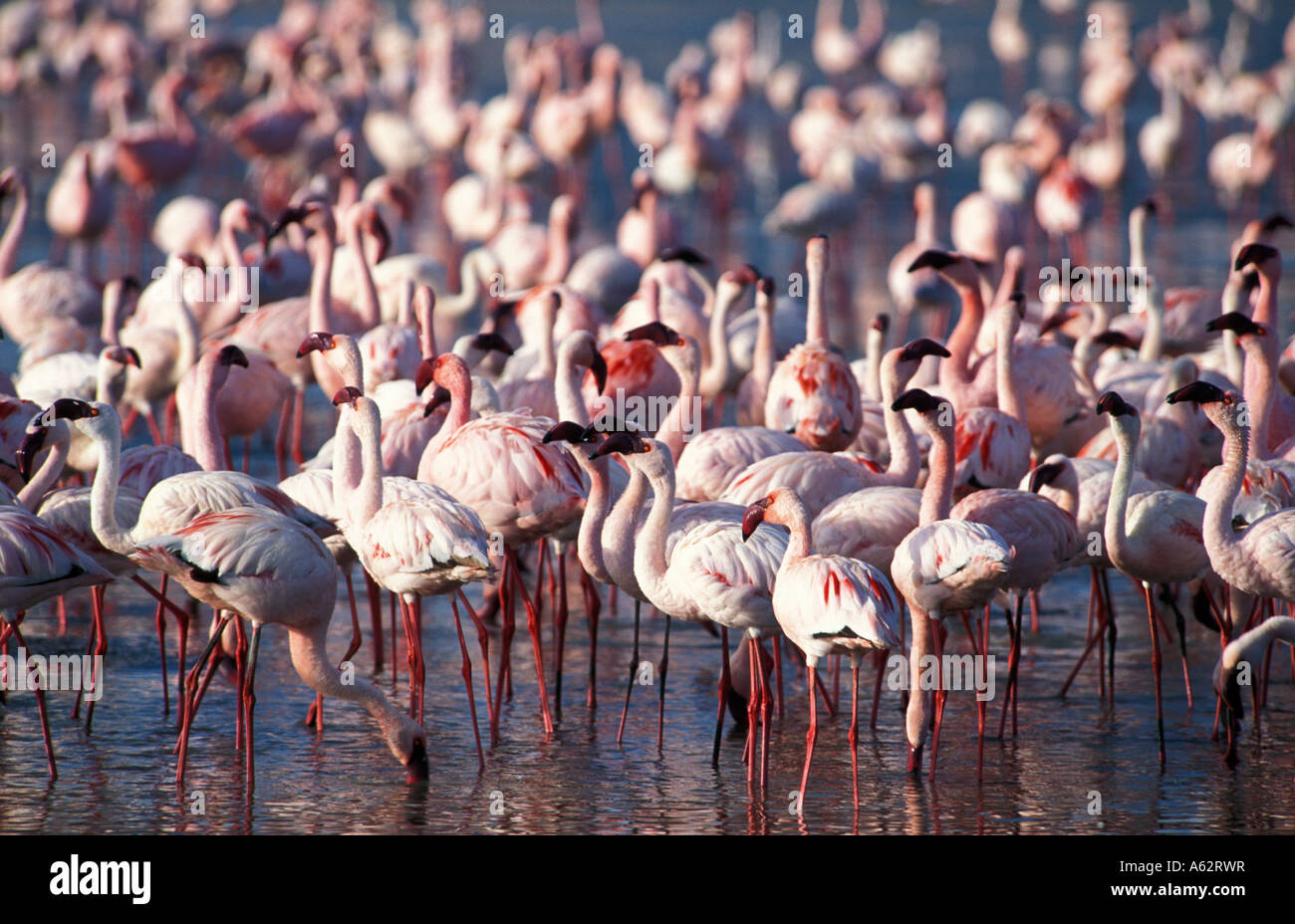 lesser-flamingos-in-lake-magadi-phoeniconaias-minor-ngorongoro-crater