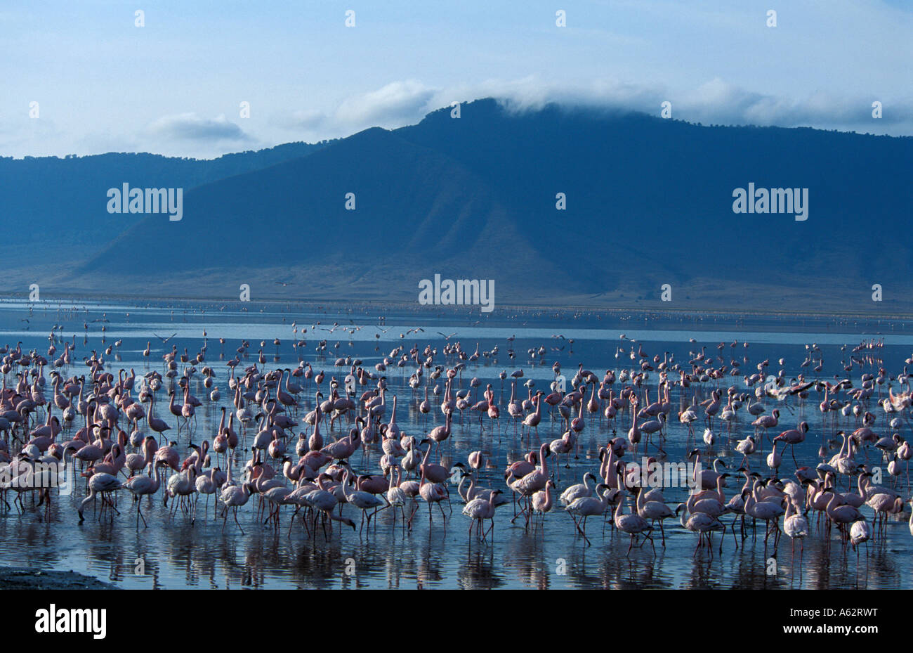 lesser-flamingos-in-lake-magadi-phoeniconaias-minor-ngorongoro-crater