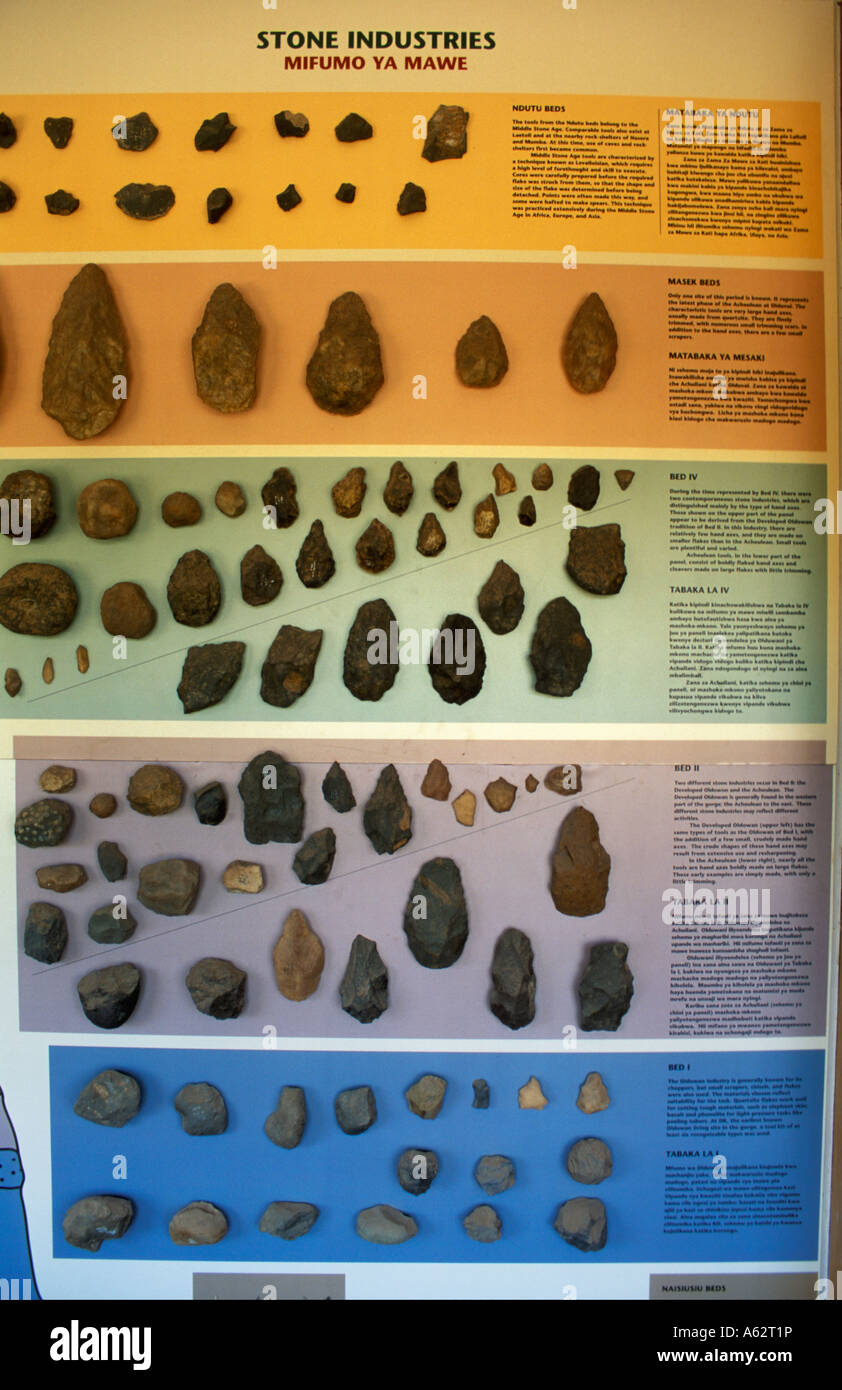 Stone age tools displayed in the museum at Olduvai Gorge Ngorongoro Conservation Area Tanzania Stock Photo
