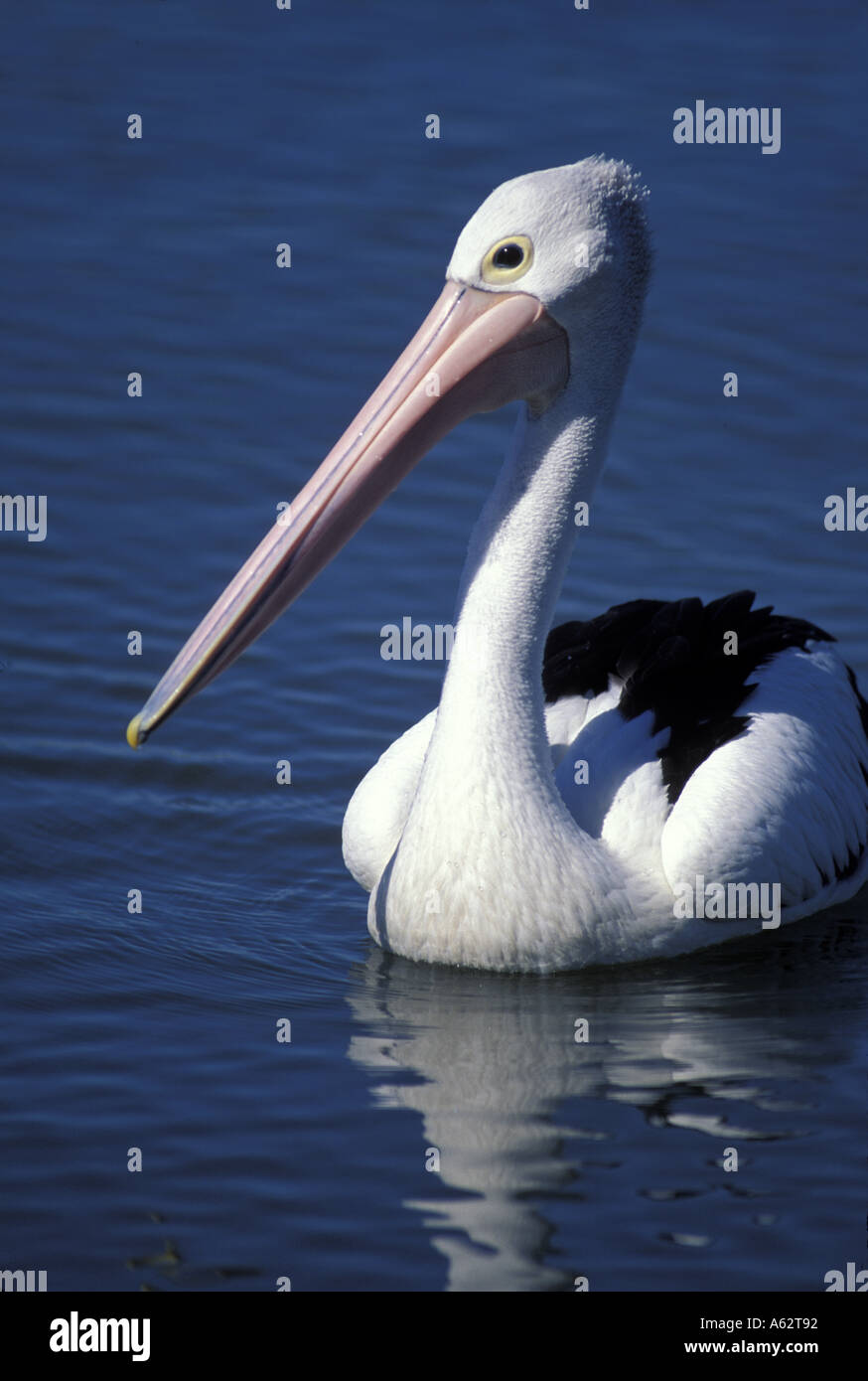 Genus Pelecanus Stock Photos & Genus Pelecanus Stock Images - Alamy