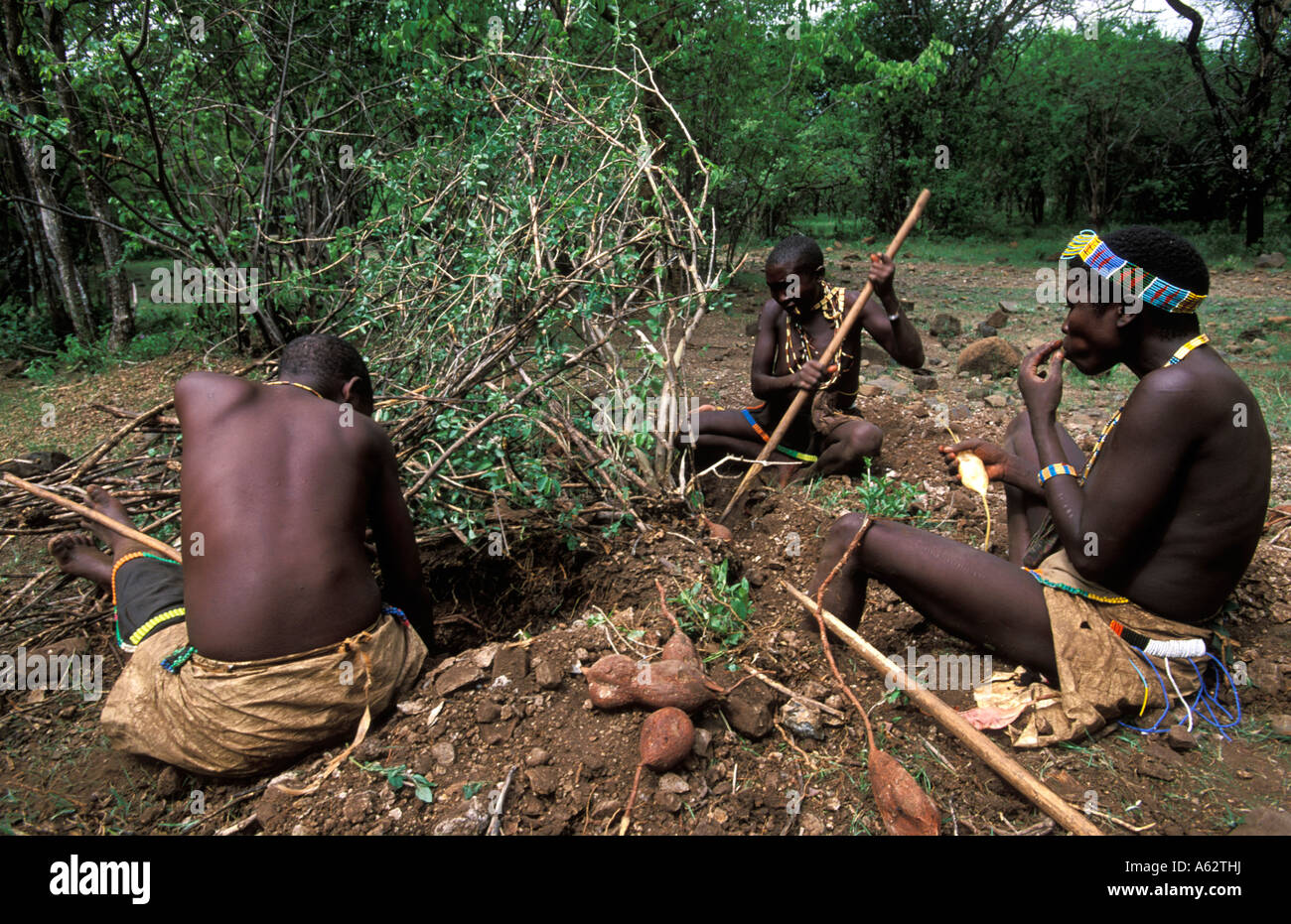 Hadzabe women digging tubers and gathering roots in the bush