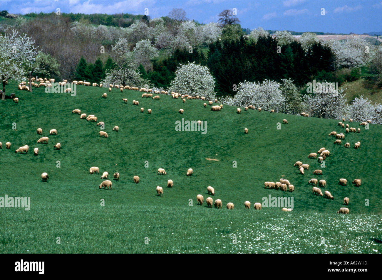 Aerial view of herd of sheep in field, Hesse, Germany Stock Photo - Alamy