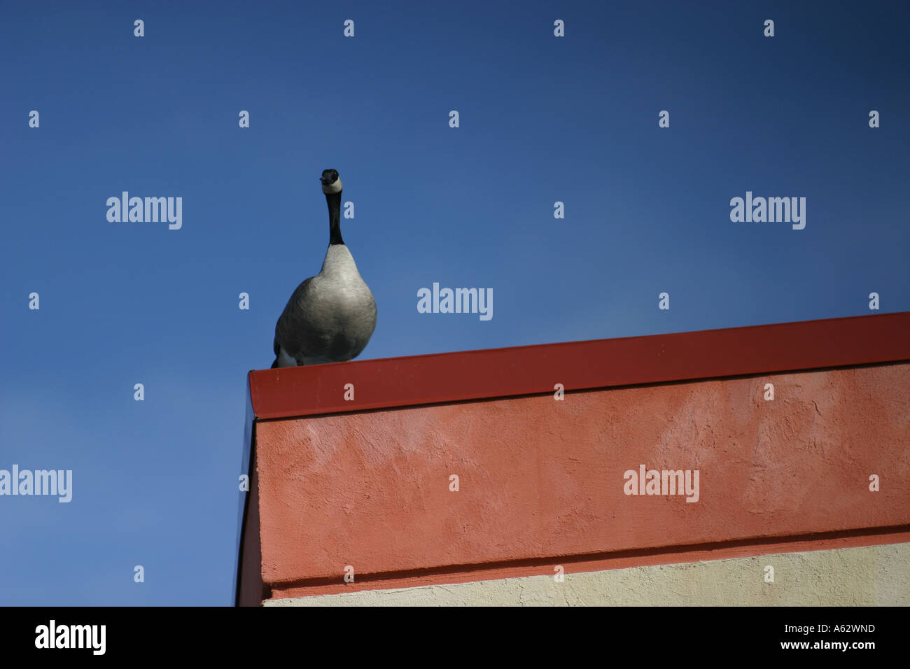 Canada Goose, branta canadensis, perched on the corner of an office building Stock Photo