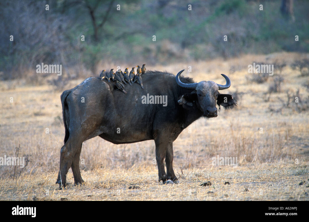 Savanna buffalo with oxpeckers on its back Syncerus caffer caffer Ruaha National Park Tanzania Stock Photo