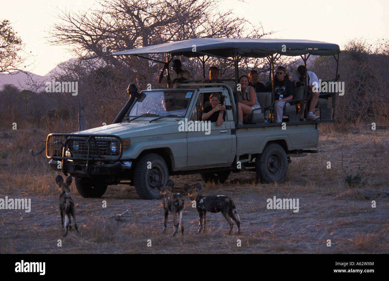 tourists watching wild dogs Lycaon pictus Ruaha National Park Tanzania Stock Photo