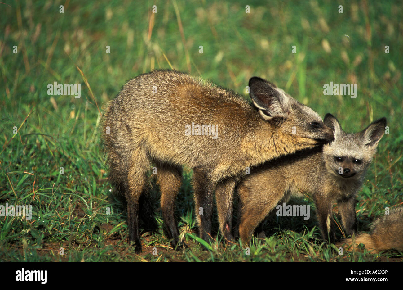 bat eared fox with pup Otocyon megalotis Serengeti National Park ...