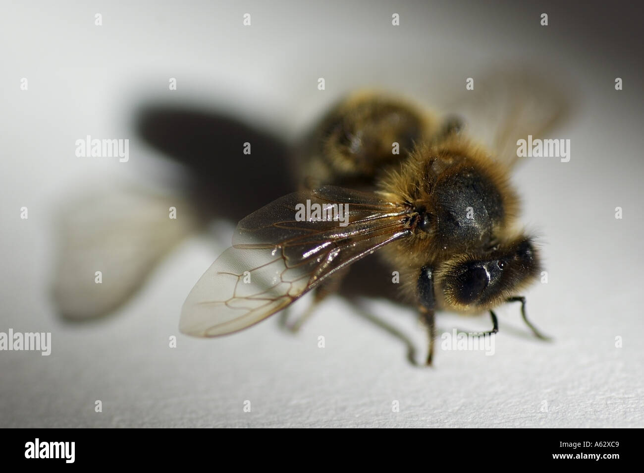 Bee sitting in one hi-res stock photography and images - Alamy