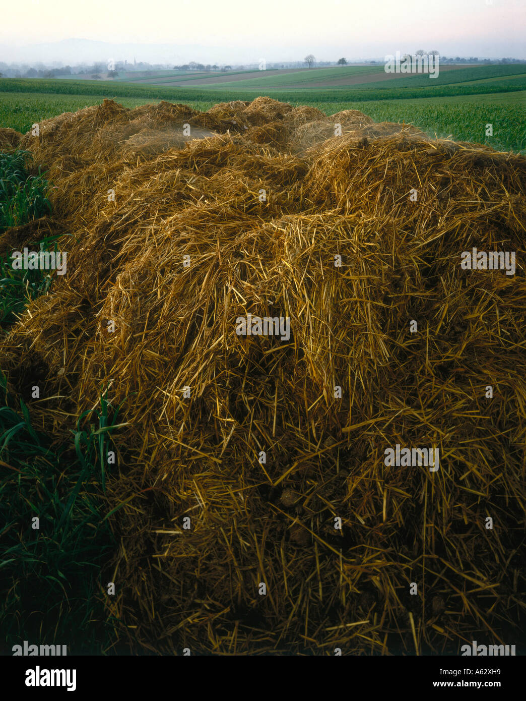 Dung straw heap in field Stock Photo Alamy