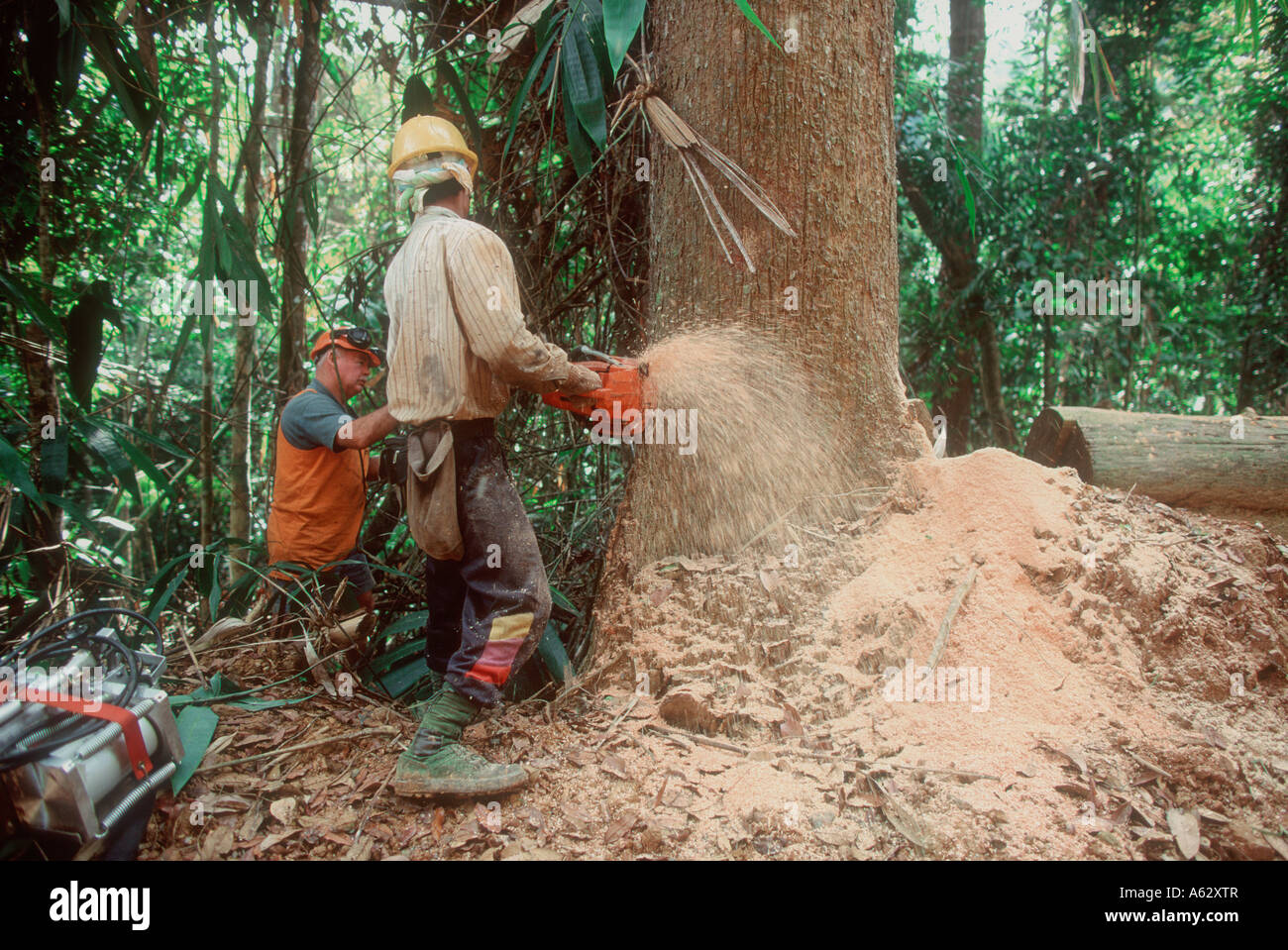 Men chainsawing down a large dipterocarp rainforest tree in northern Malaysia Stock Photo
