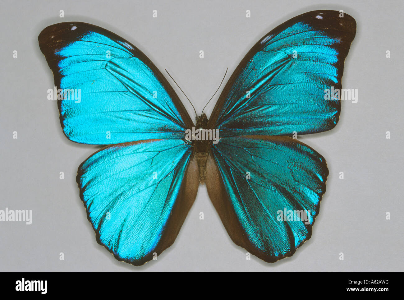 Tropical Rainforest Butterflies