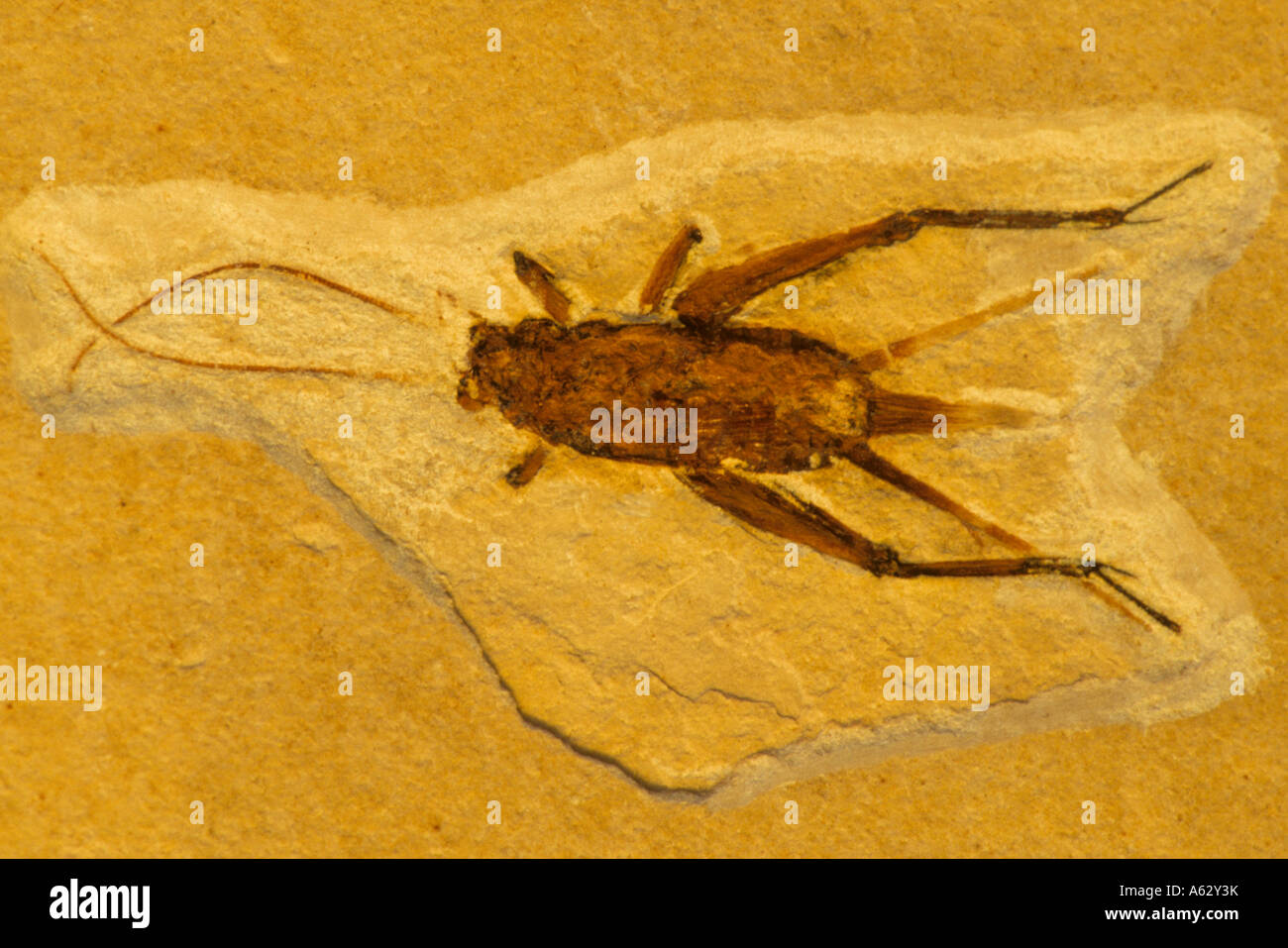Fossil Ground Cricket Cretaceous Brazil Stock Photo