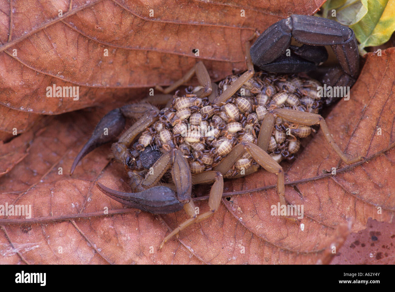 Scorpion With Young on its Back Tropical Dry Forest Costa Rica Stock