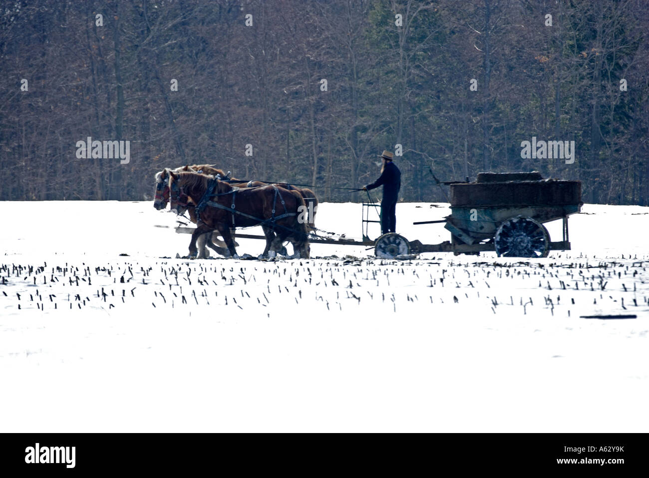 Amish man, horses pull car out of snow ditch in Tennessee
