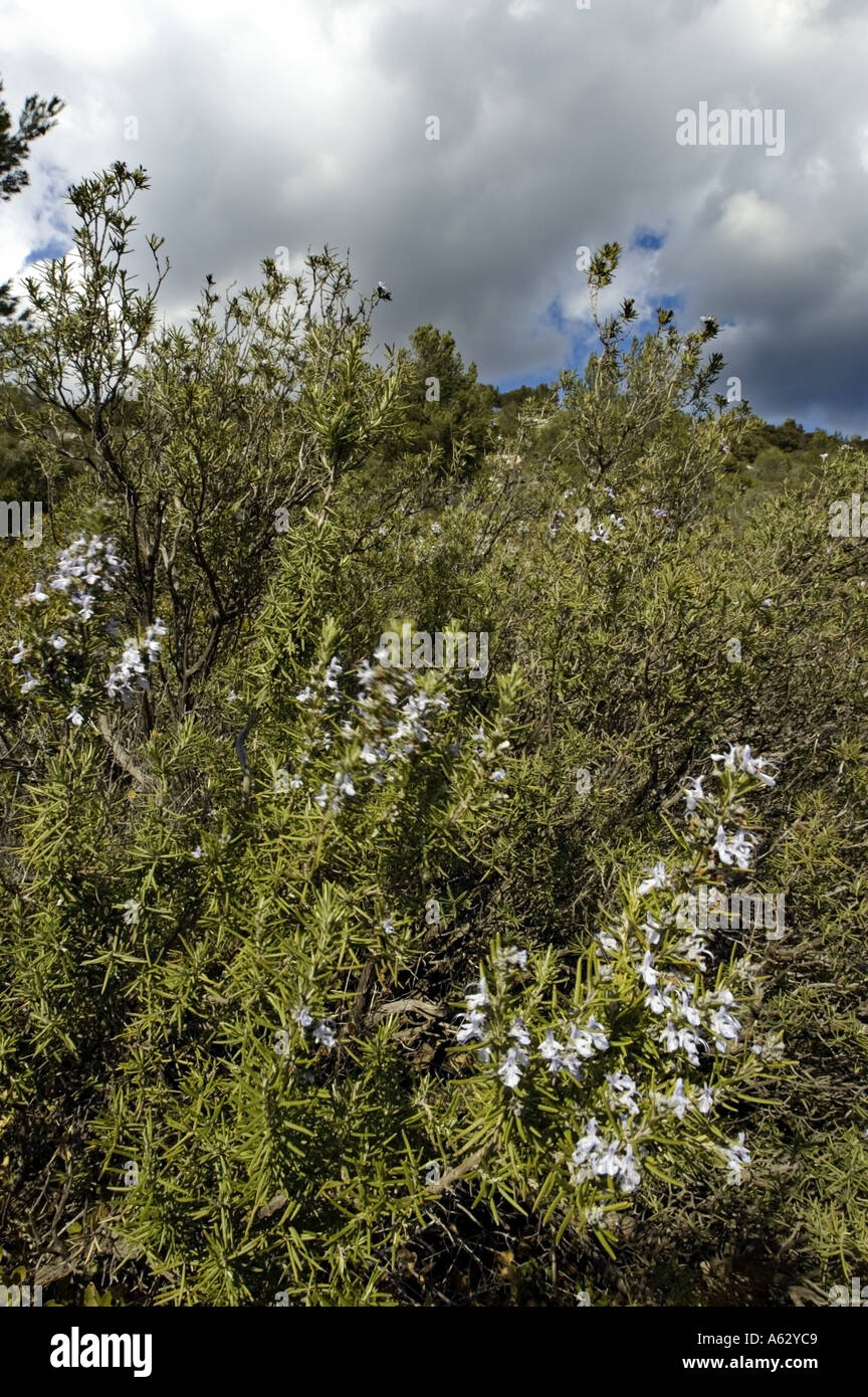 France Provence A Rosemary Bush Stock Photo Alamy