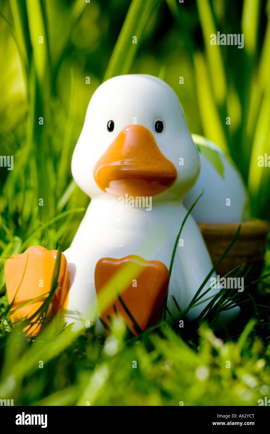 Duck egg cup with white egg Stock Photo