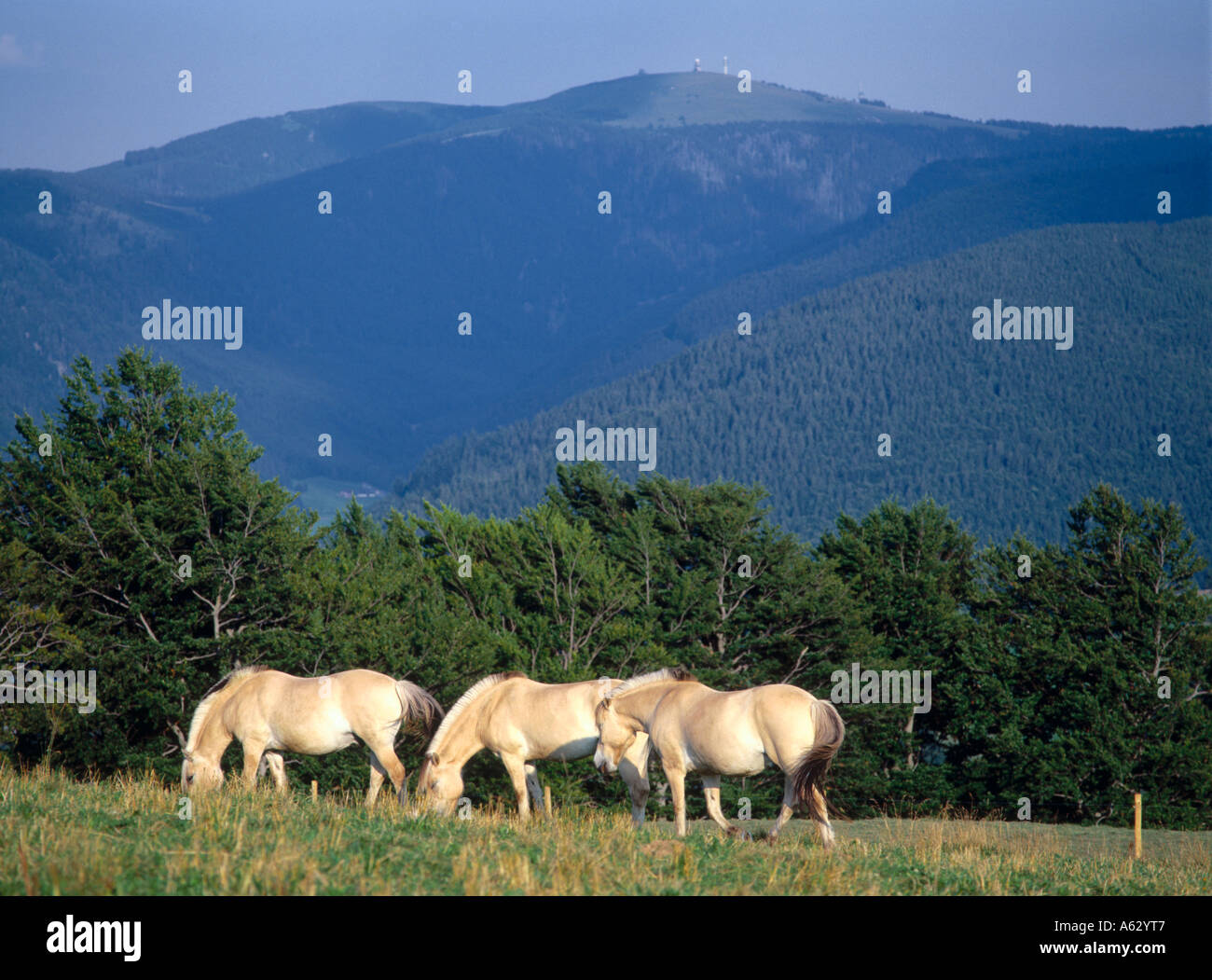 Haflinger horses standing in field, Feldberg, Black Forest, Germany Stock Photo